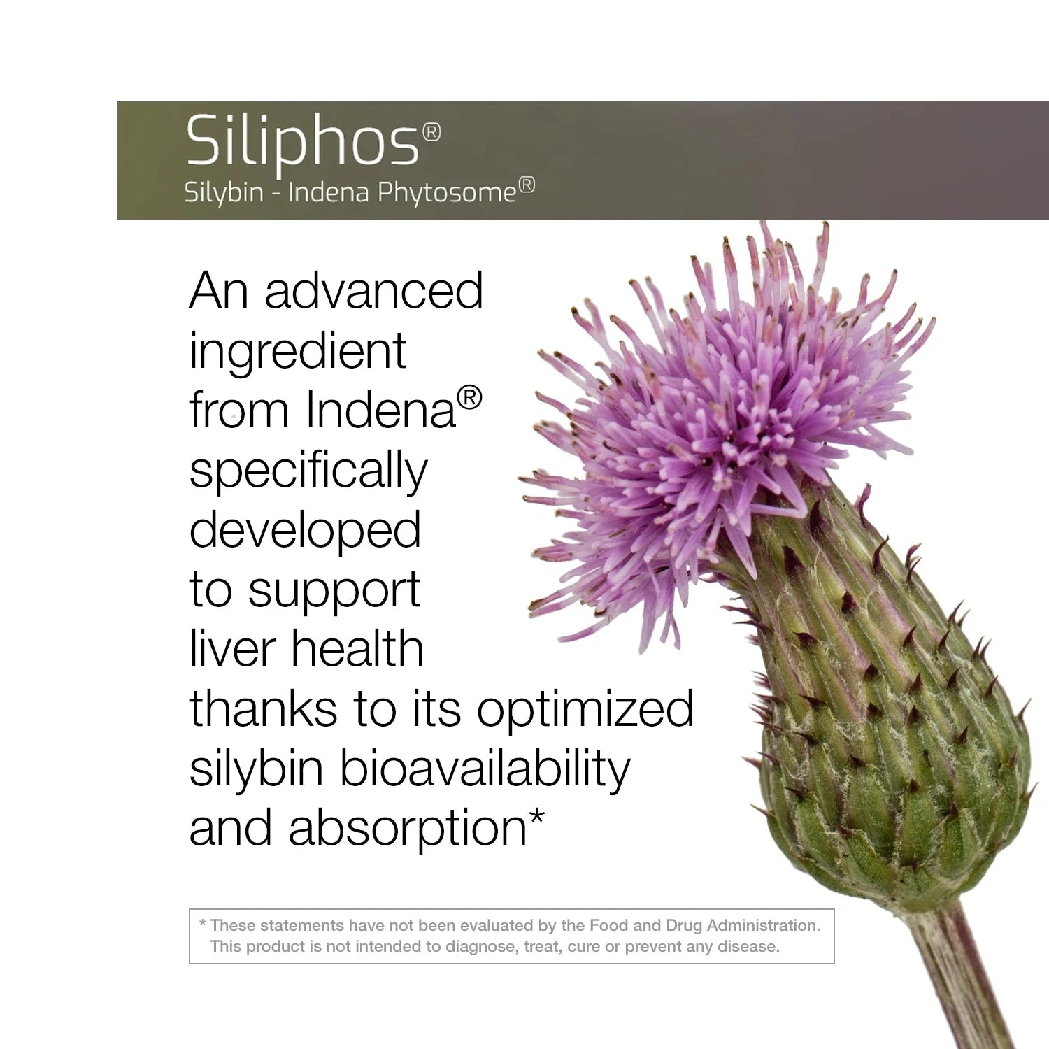 Milk Thistle Phytosome (60 Vegan Capsules) Capsule FeelGood Company™